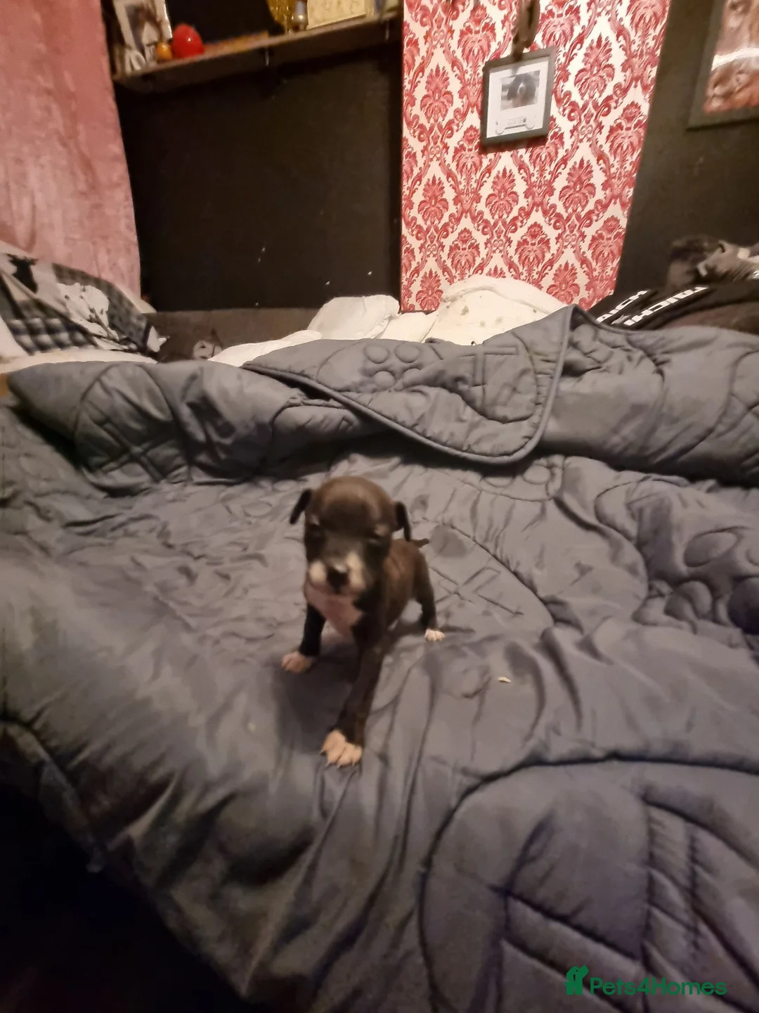 American Bull Staffy dogs for sale: American bull Staffy puppies in Chatham - Advert 1