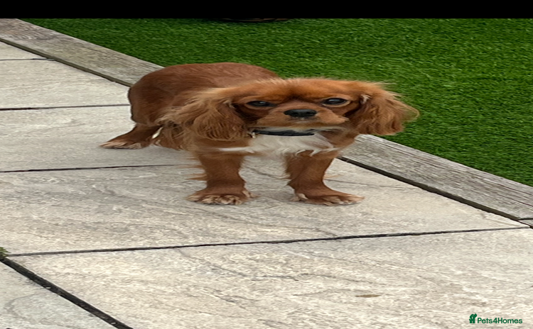 Cavalier King Charles Spaniel dogs - Advert 3