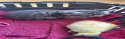 Mixed Breed cats for sale: 🐾 Grey Tabby Kitten – Ready for Loving Home 🐾 - Advert 5