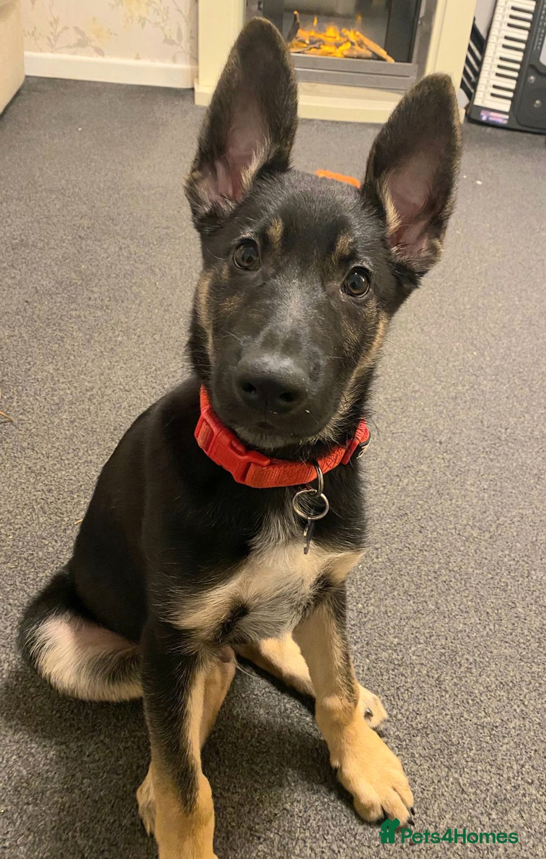 Mixed Breed dogs for sale: German shepherd / collie - Advert 1