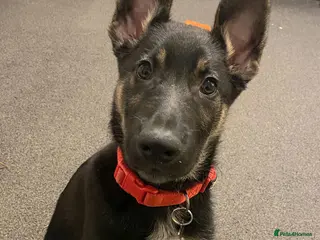 Mixed Breed dogs German shepherd / collie - Advert 7