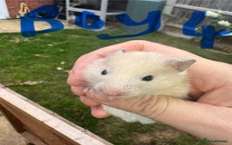 Hamster rodents for sale: Baby syrian hamsters males and females - Image 7