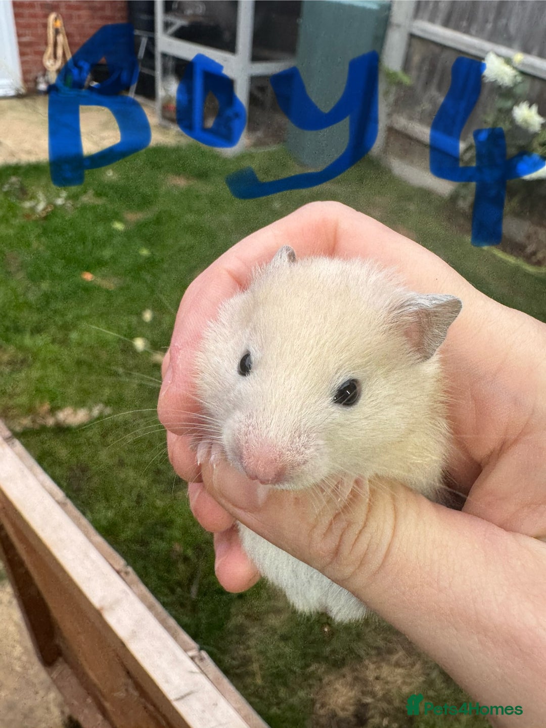 Hamster rodents for sale: Baby syrian hamsters males and females - Image 7