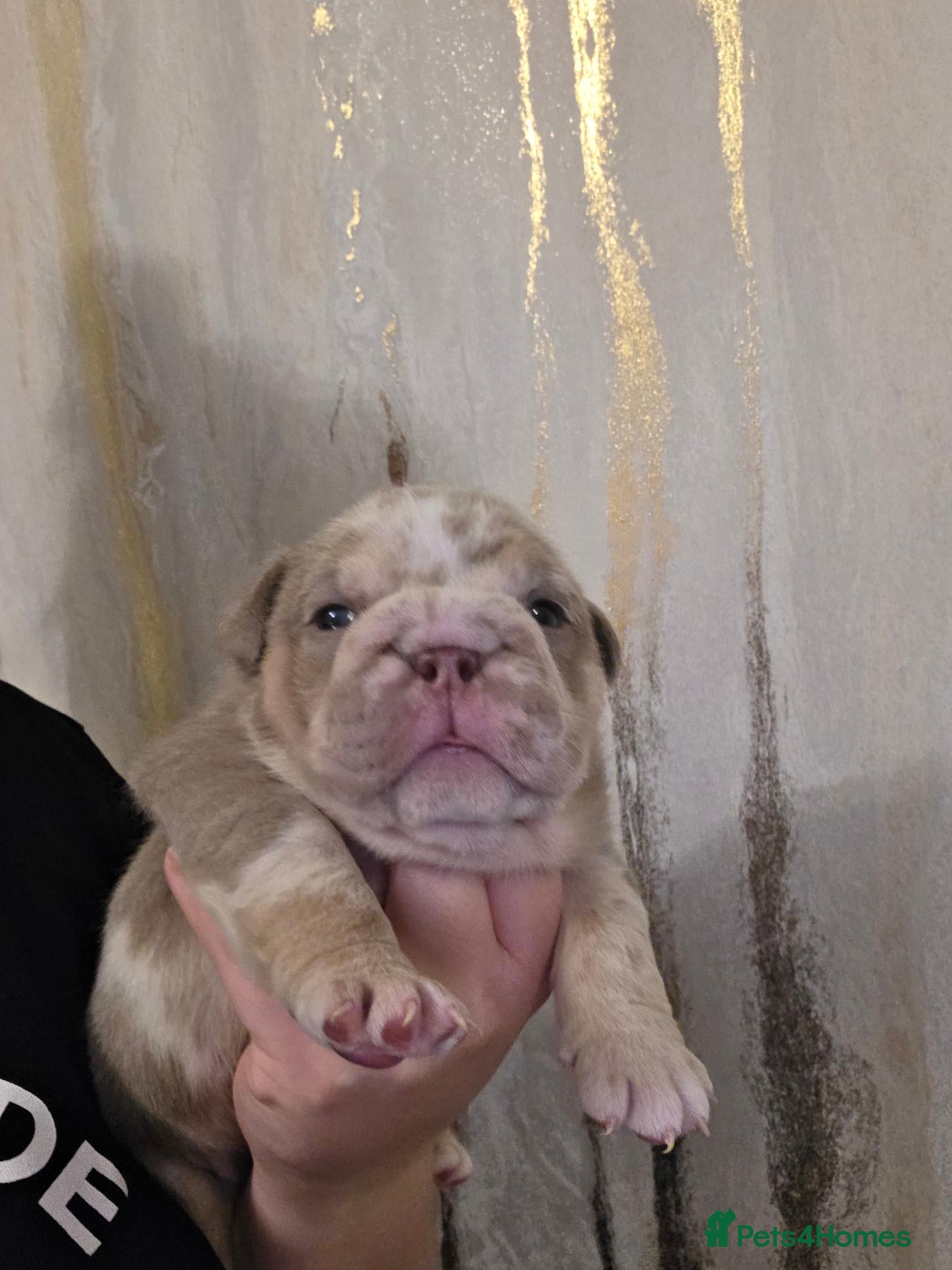 English Bulldog dogs British bulldog pups - Advert 3