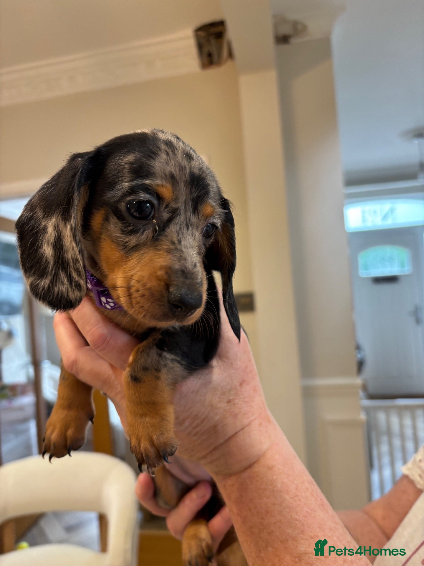 Miniature Dachshund dogs 2 left! Long hair/short hair miniature dachshund💖 - Advert 1