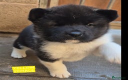 Akita dogs for sale: KC REGISTERED BEAR HEAD AMERICAN AKITA FEMALE PUPS - Image 13