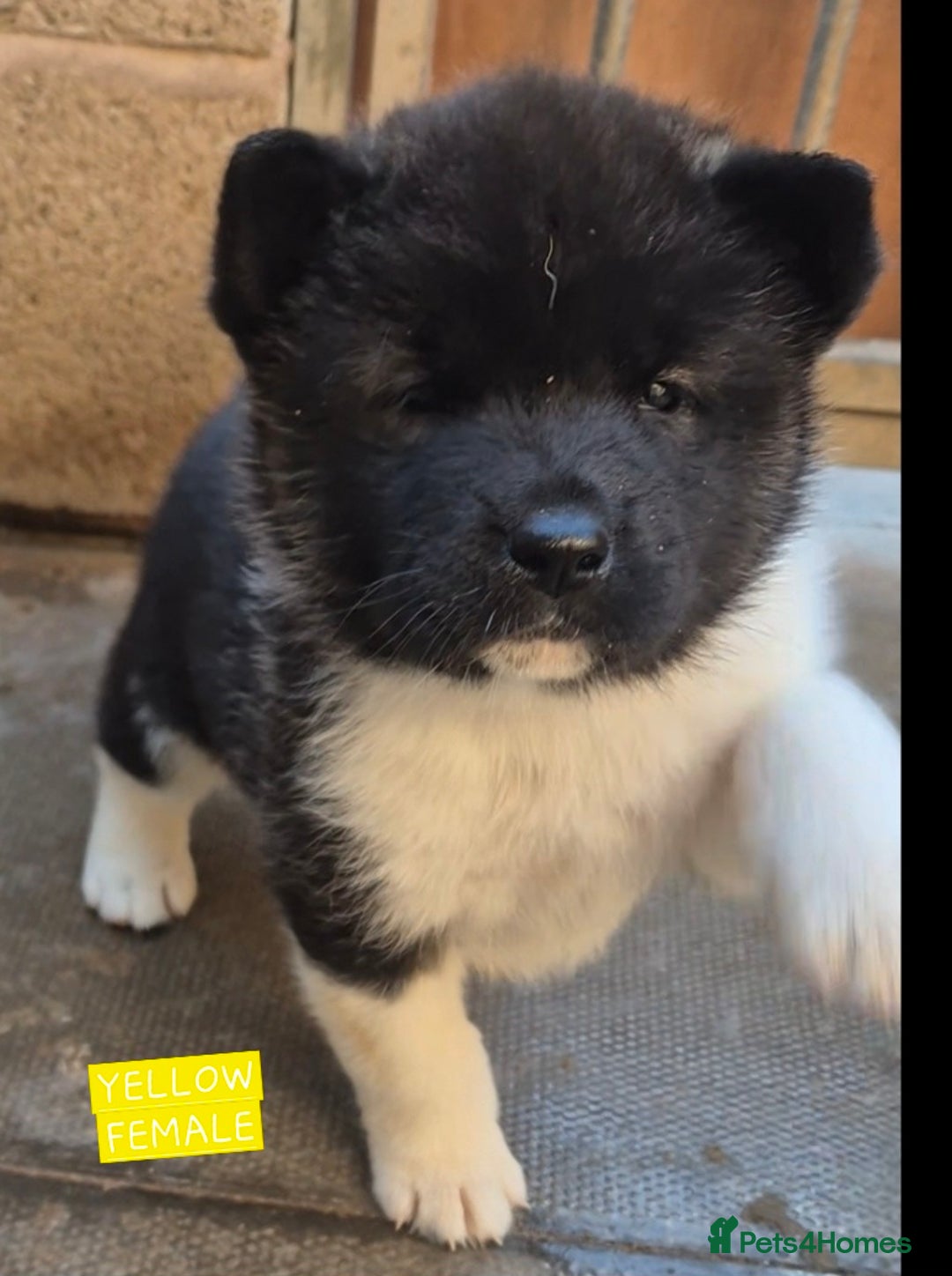 Akita dogs for sale: KC REGISTERED BEAR HEAD AMERICAN AKITA FEMALE PUPS - Image 13