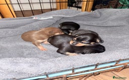 Chihuahua dogs for sale: 3 gorgeous boys  - Image 6