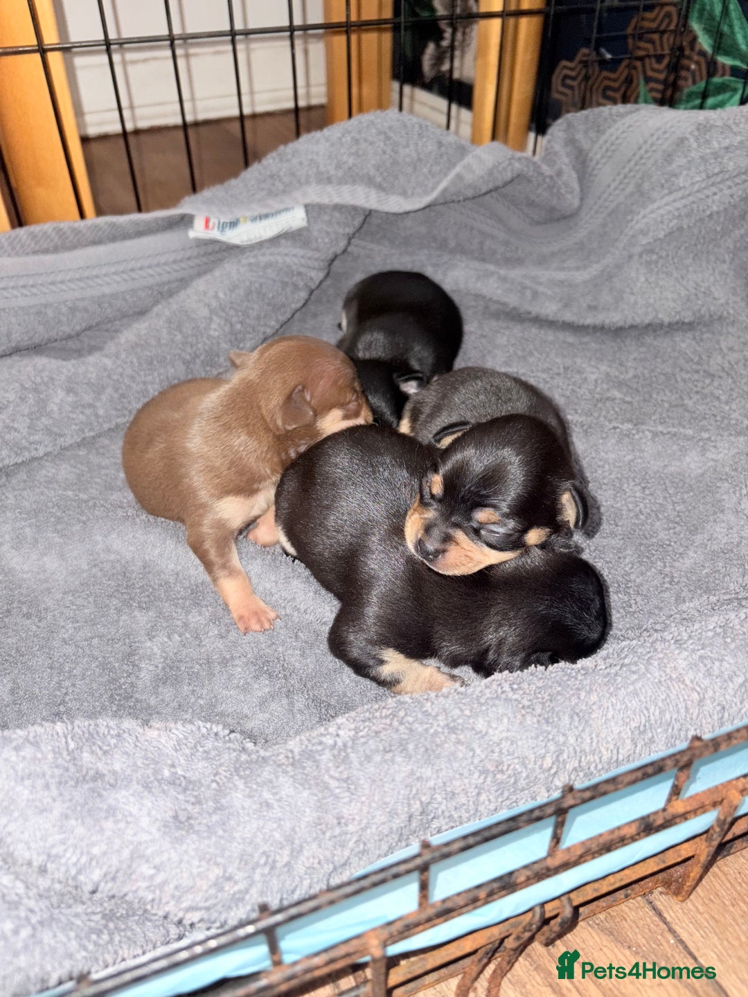 Chihuahua dogs for sale: 3 gorgeous boys  - Image 6