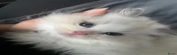 Ragdoll cats for sale: Beautiful Ragdoll Kitten looking for His new home - Advert 7