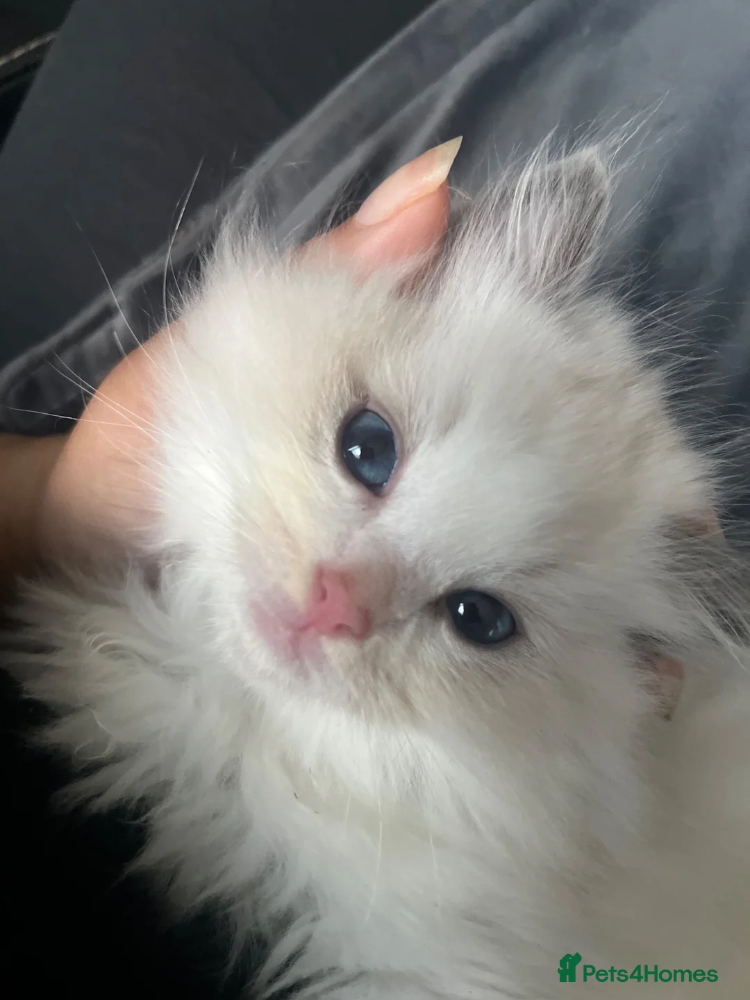 Ragdoll cats for sale: Beautiful Ragdoll Kitten looking for His new home - Advert 7