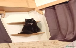 Mixed Breed cats for sale: 3 beautiful Maine Coon/Siamese mixed breed kittens - Image 4