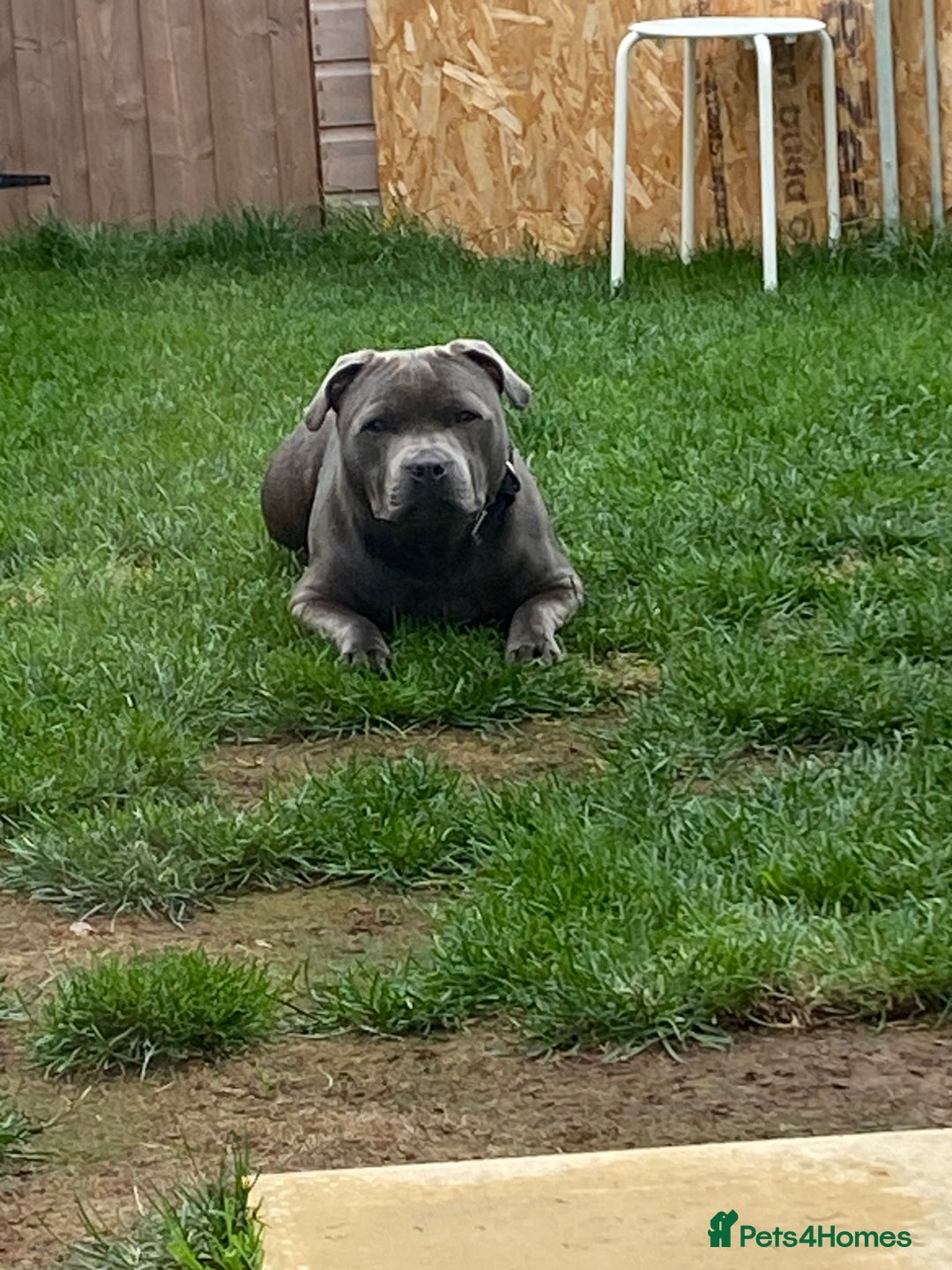 Staffordshire Bull Terrier dogs for sale: 11 months old Staffordshire bull terrier bitch  - Advert 1