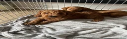 Cavapoo dogs for sale: BEAUTIFUL CAVAPOO in Baldock - Advert 4