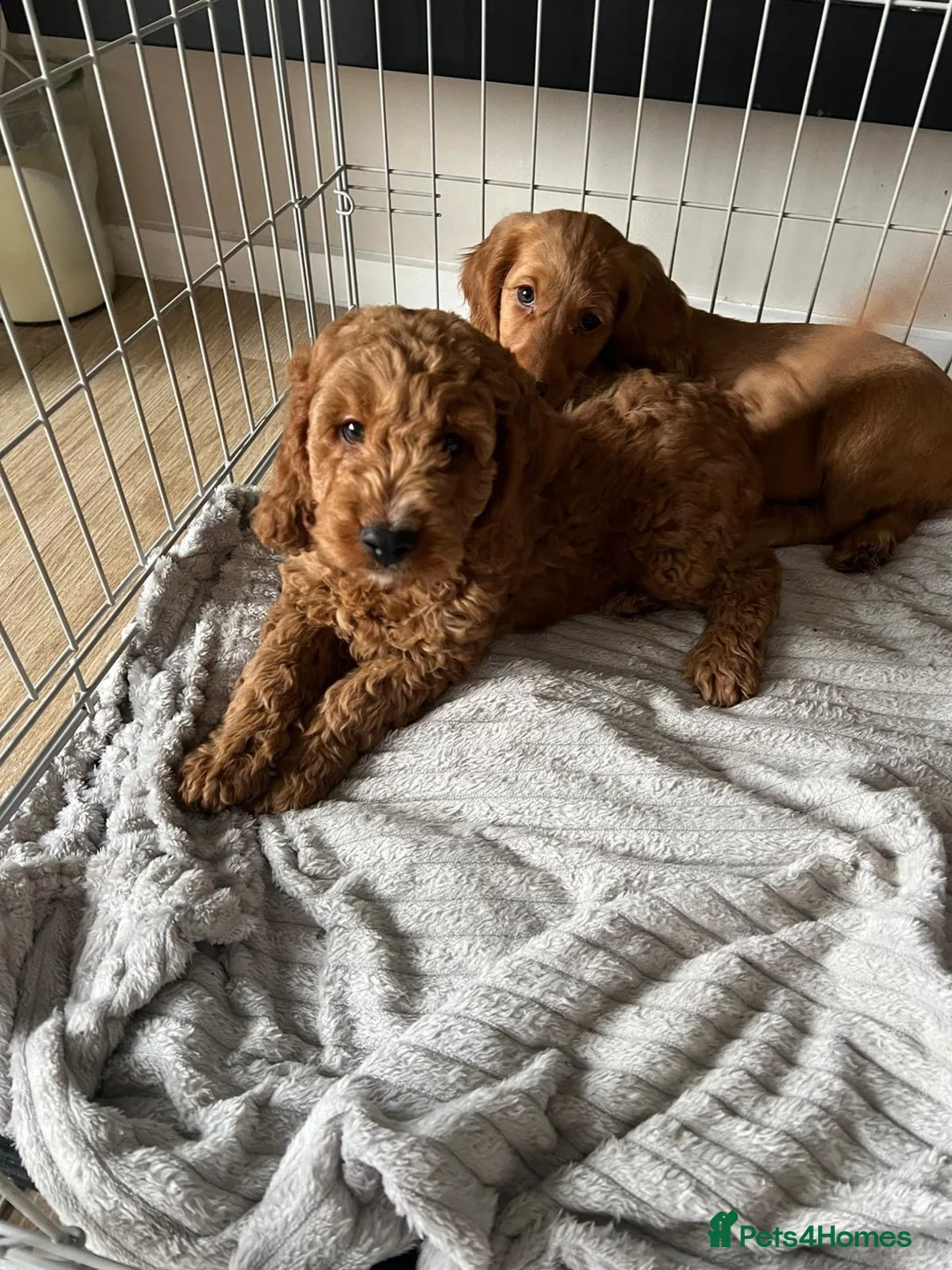 Cavapoo dogs for sale: BEAUTIFUL CAVAPOO in Baldock - Advert 4