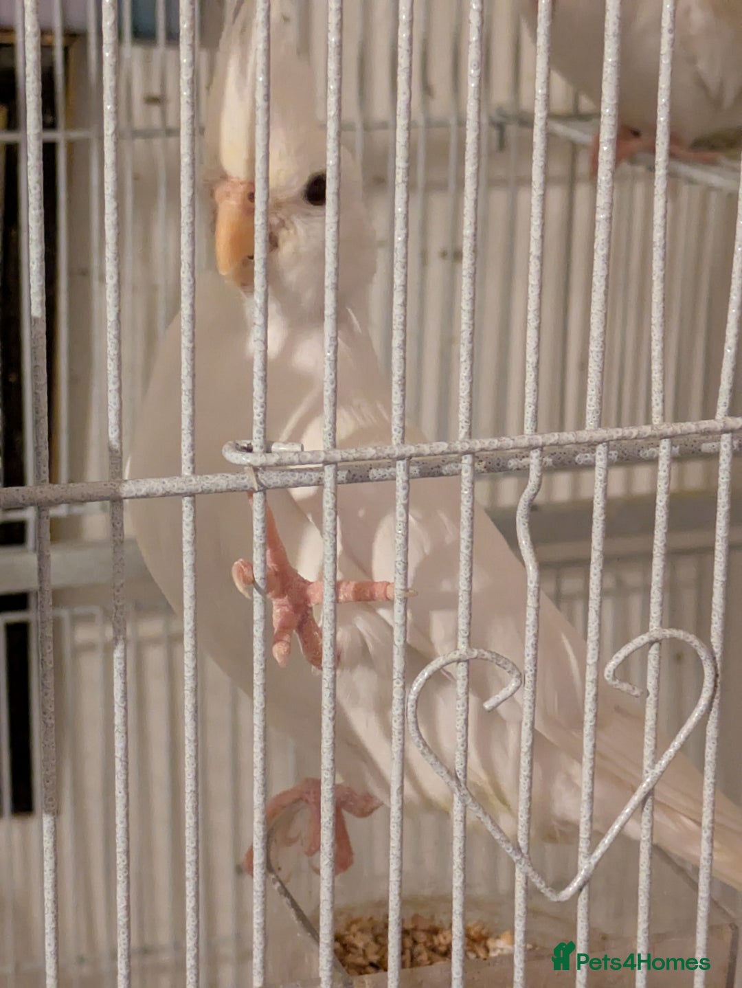 Cockatiels birds for sale: 4 White cockatiels for sale and cage  - Advert 3