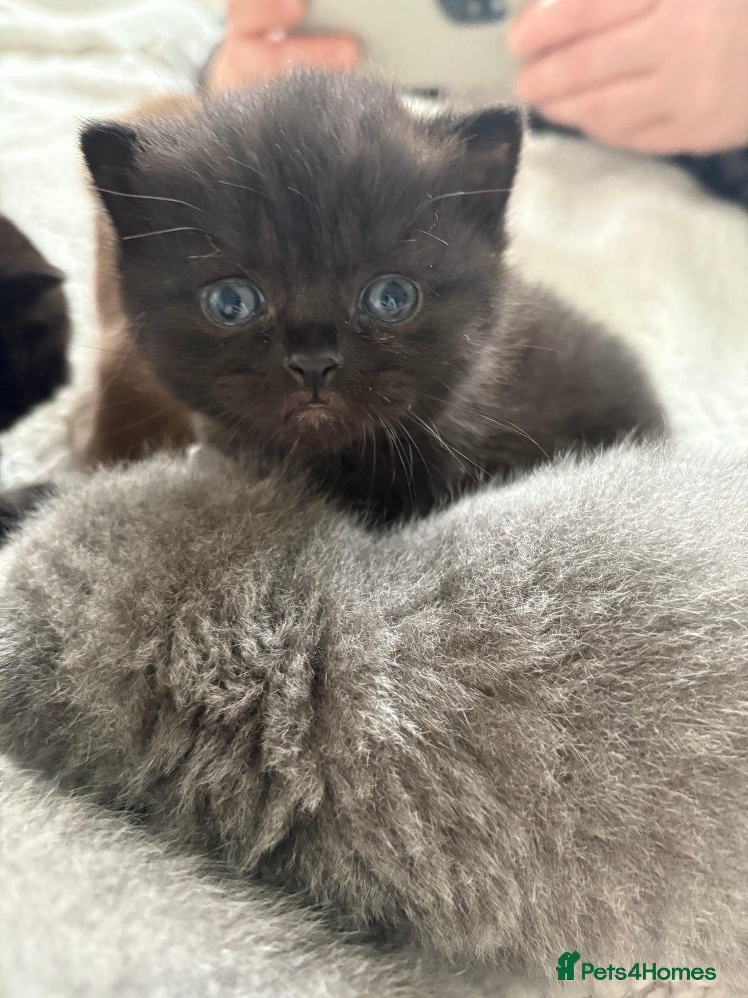 British Shorthair cats for sale:  LAST 3 British shorthair BLUE AND BLACK - Advert 7