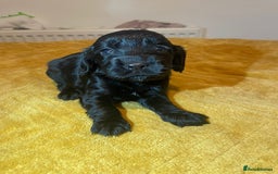 Cocker Spaniel dogs for sale: Beautiful litter  - Image 9
