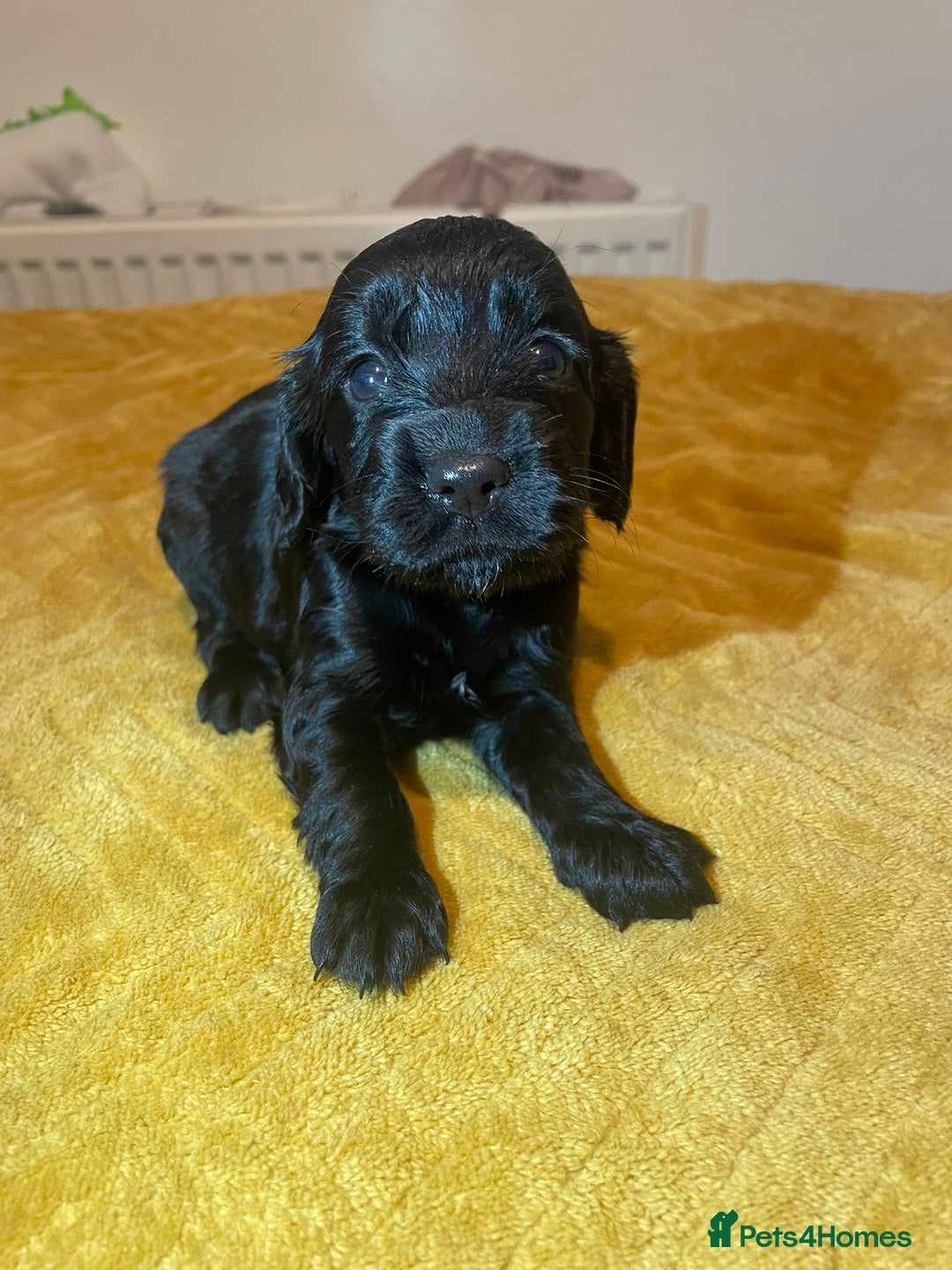Cocker Spaniel dogs for sale: Beautiful litter  - Image 9