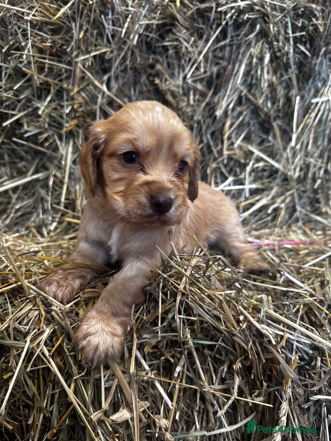 Cocker Spaniel dogs for sale: Health Tested Clear KC Registered Working Cockers - Advert 4