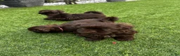 Shih Tzu dogs for sale: Stunning Solid Chocolate Kc Imperial Pups - Advert 15