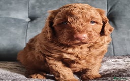 Cockapoo dogs for sale: F1b Cockapoo Puppy Male Red - Image 4