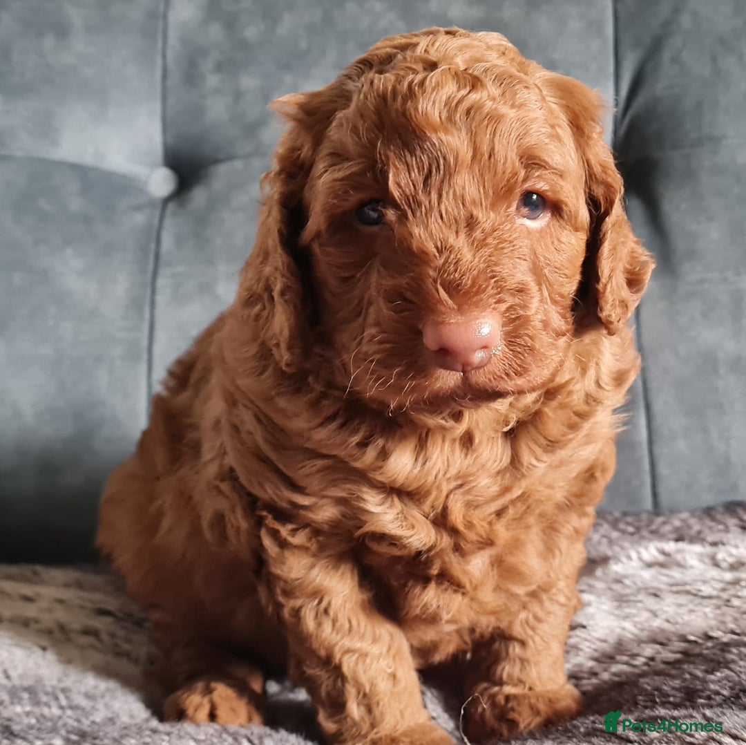 Cockapoo dogs for sale: F1b Cockapoo Puppy Male Red - Image 4