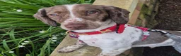 Sprocker dogs for sale: Benni boy looking for his forever home  - Advert 1