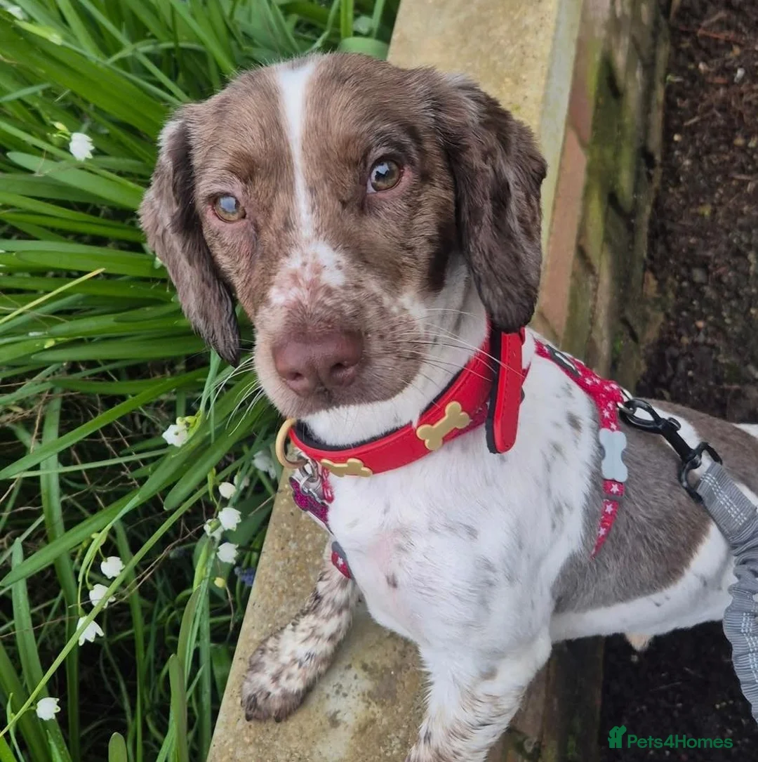 Sprocker dogs for sale: Benni boy looking for his forever home  - Advert 1