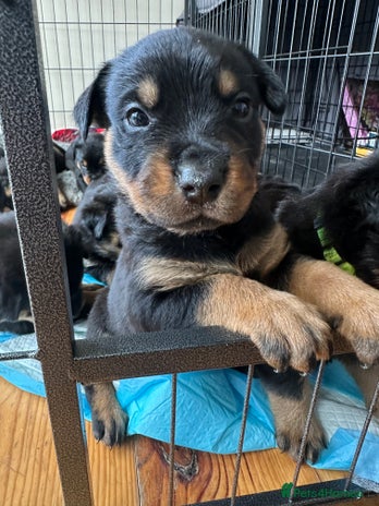 Rottweiler dogs - Advert 2