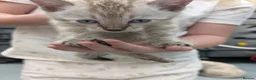 Bengal cats for sale: TICA registered pure bred Bengal kittens  - Advert 10