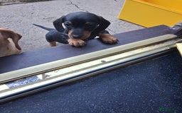Dachshund dogs for sale: Dachshund puppies ready to leave  - Image 4