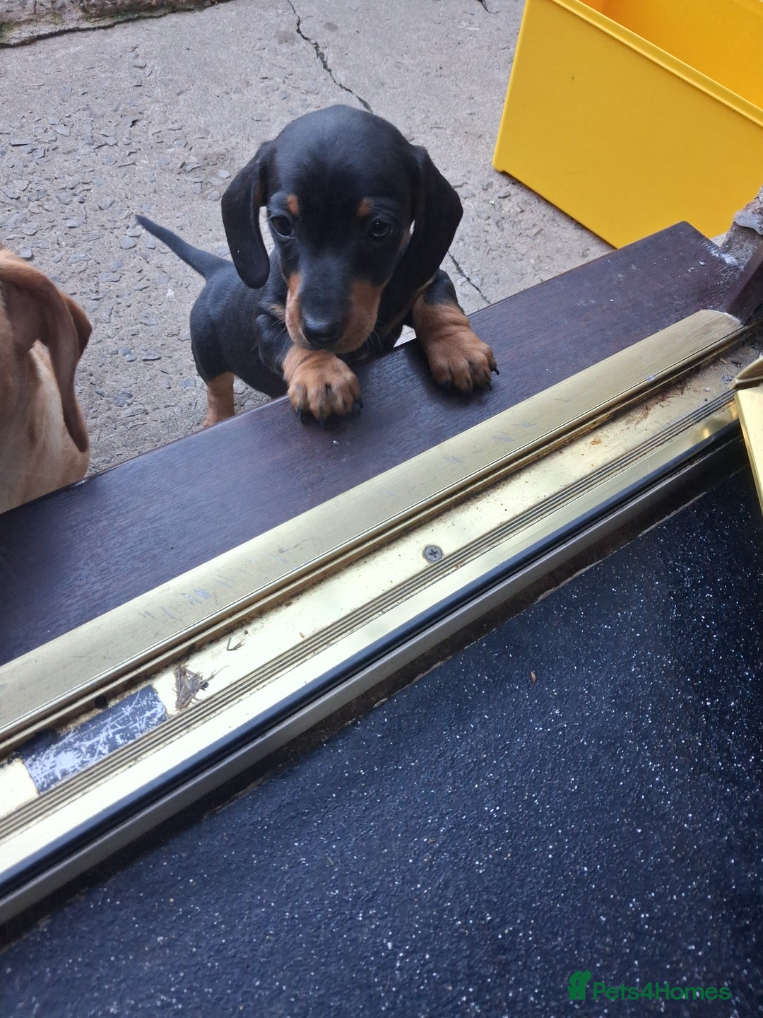 Dachshund dogs for sale: Dachshund puppies ready to leave  - Image 4