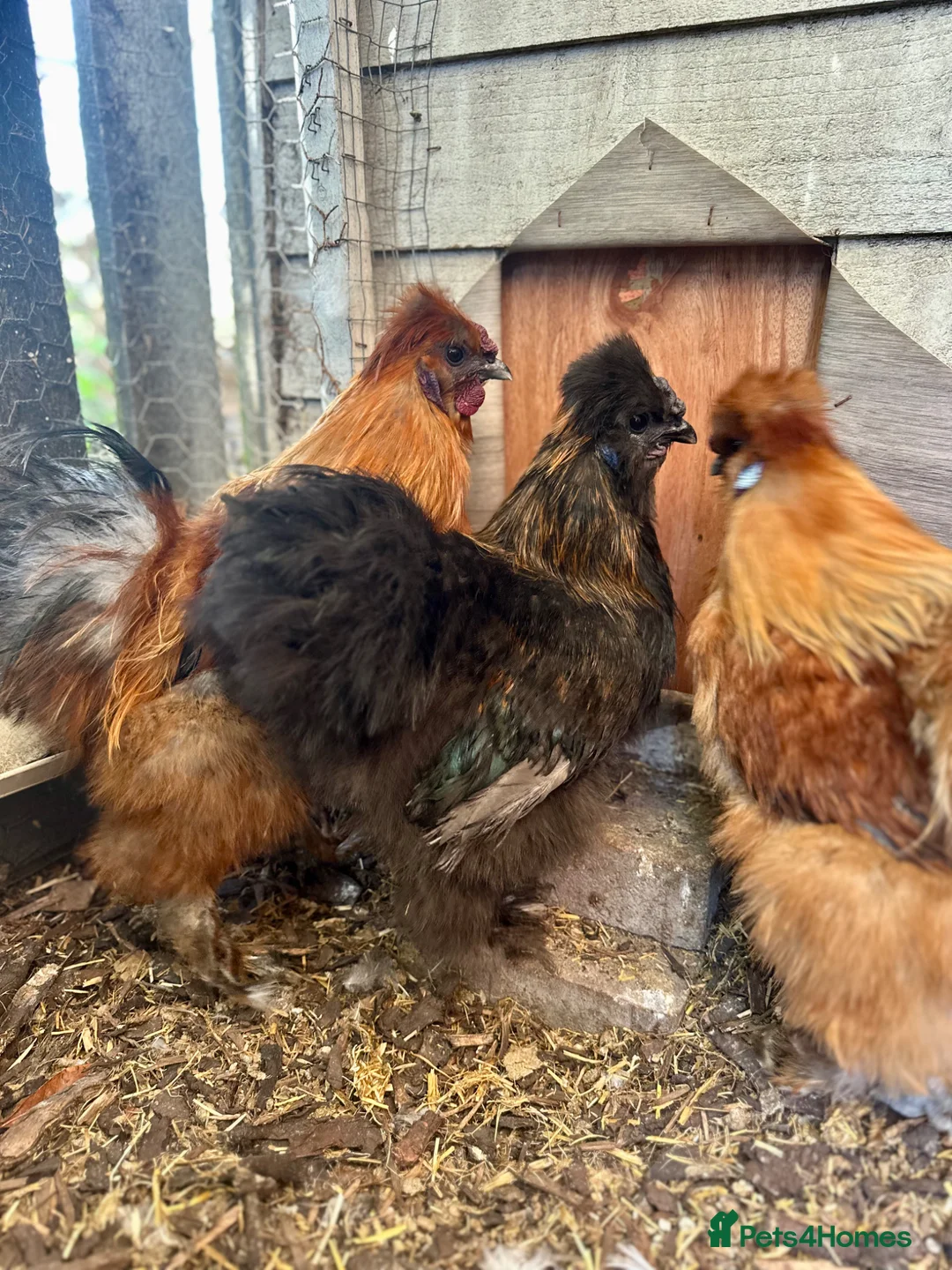 Chickens poultry for sale: 3 Beautiful Pure Breed Silkie Cockrels in Bedford - Advert 1