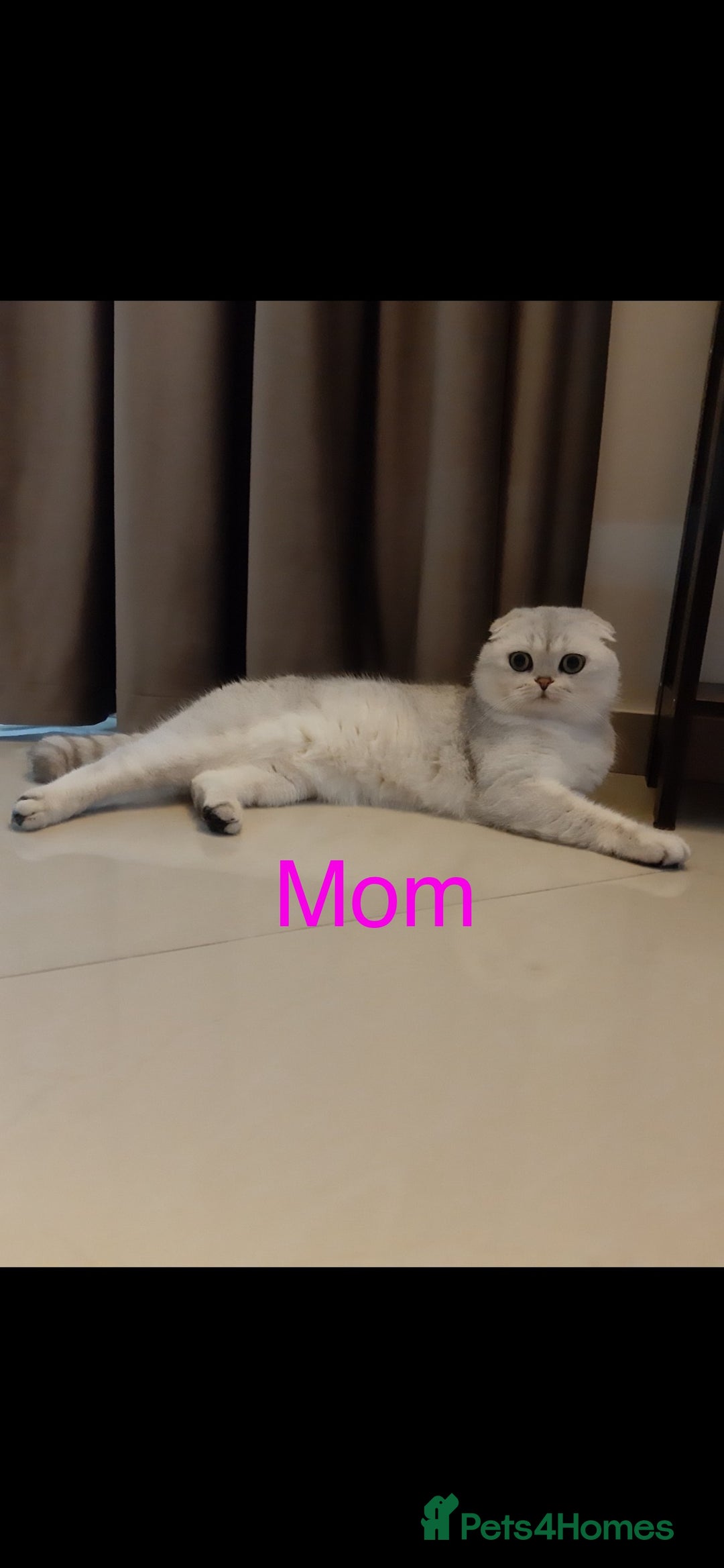 Scottish Fold cats for sale: 💞Beautiful Scottish Fold and Straight kittens🐾 - Image 32