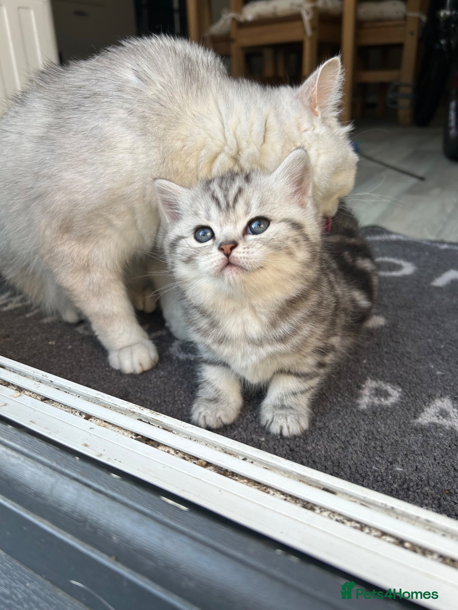 British Shorthair cats Tabby British shorthair kittens  - Advert 1