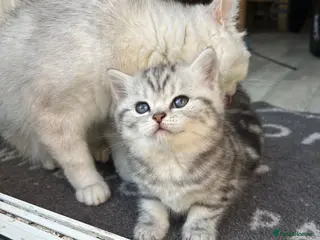 British Shorthair cats Tabby British shorthair kittens - Advert 1