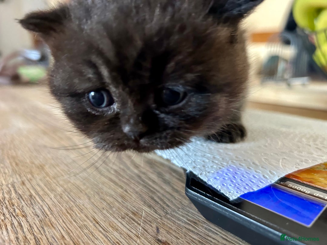 British Shorthair cats for sale: GCCF BSH Beautiful Kittens  - Image 4
