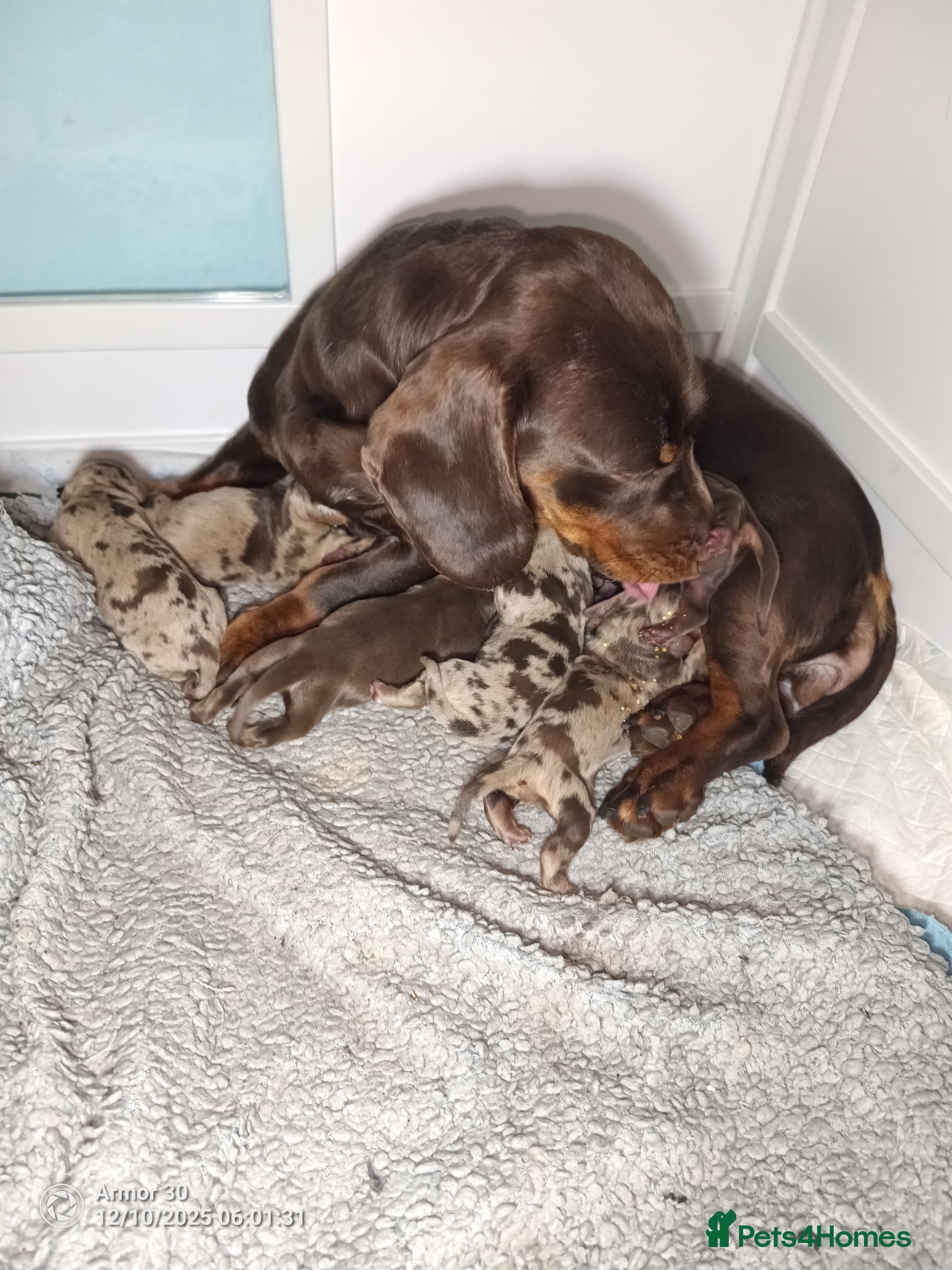 Miniature Dachshund dogs Miniature dachshund puppies  - Advert 1