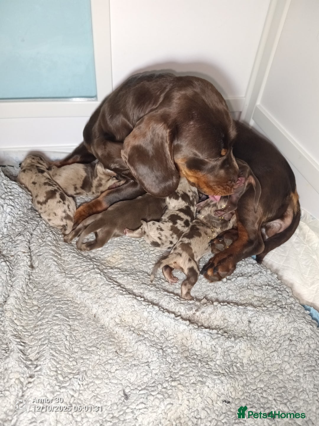 Miniature Dachshund dogs for sale: Miniature dachshund puppies  - Advert 1