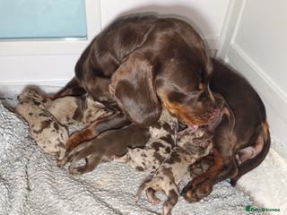 Miniature Dachshund dogs Miniature dachshund puppies - Advert 1