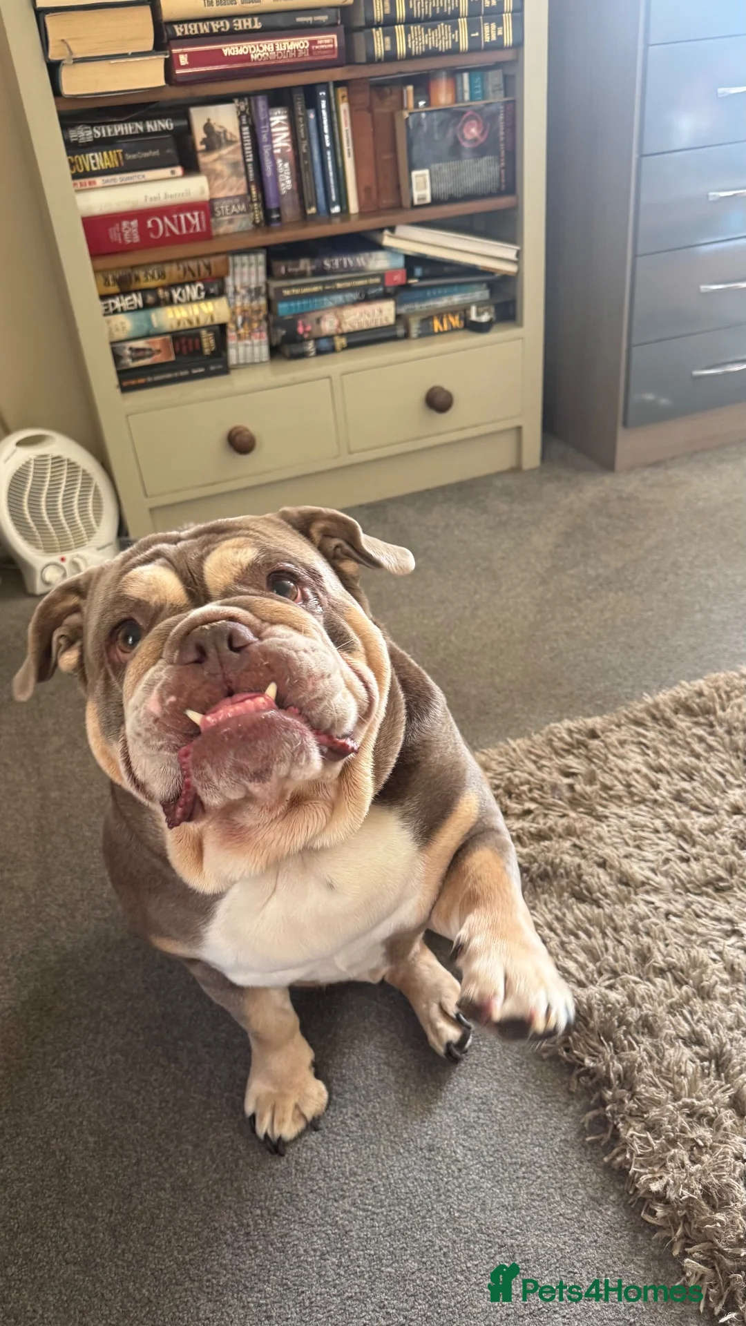 English Bulldog dogs for sale: English bulldog lola  - Advert 2