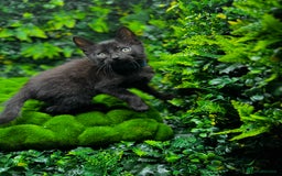 Egyptian Mau cats for sale: Smoke Egyptian MAU x Bengal spotted&marble kittens - Image 16