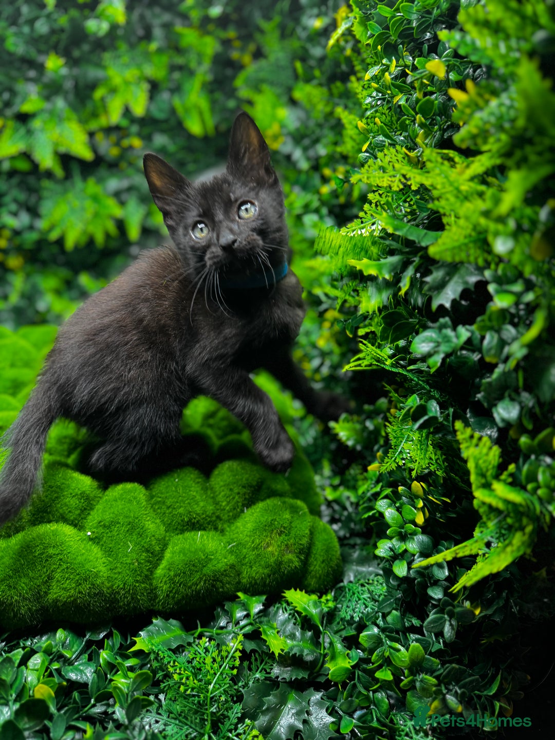 Egyptian Mau cats for sale: Smoke Egyptian MAU x Bengal spotted&marble kittens - Image 16