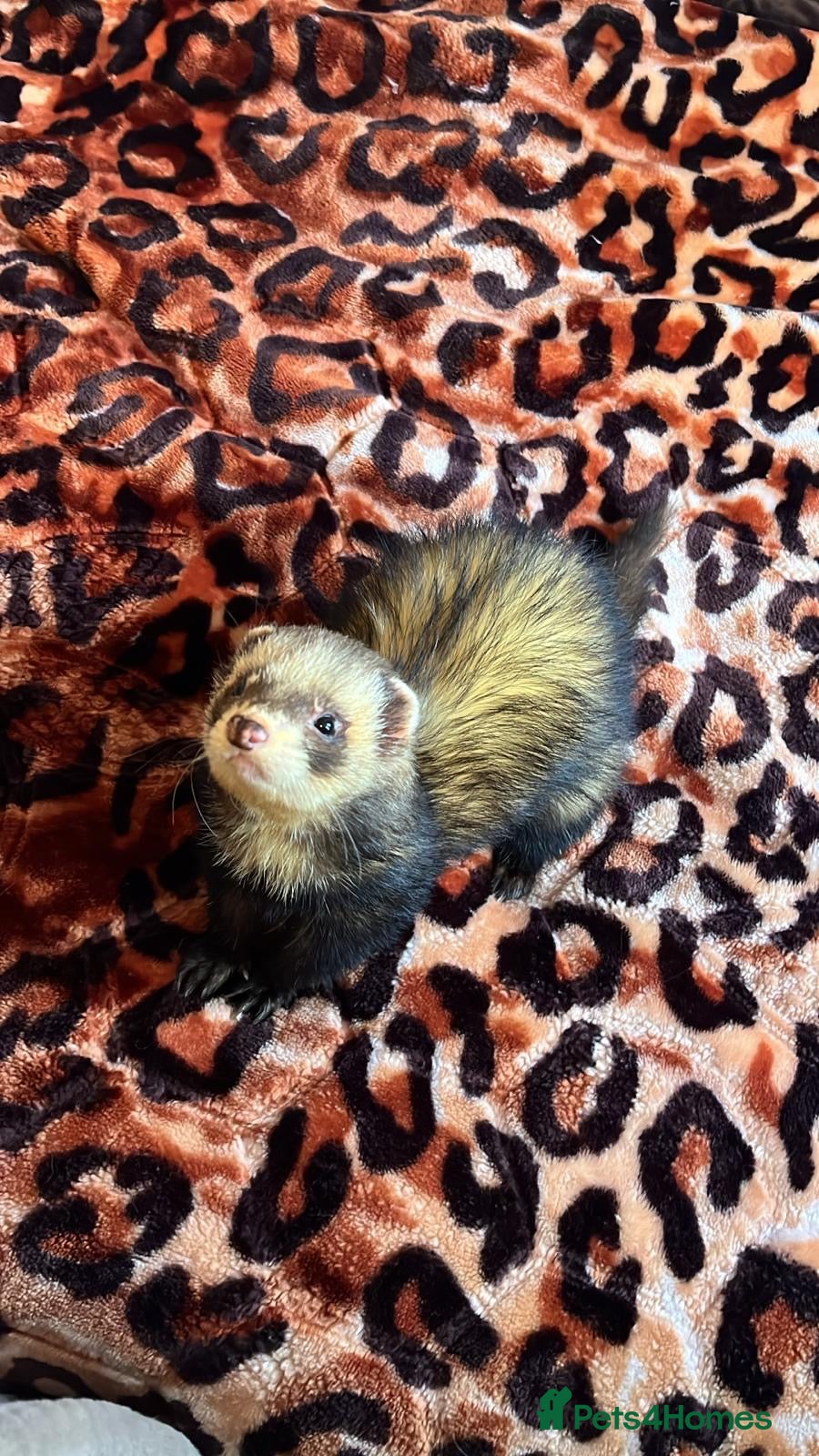 Ferret rodents Male Ferret with Cages and accessories  - Advert 2