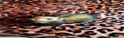 Ferret rodents for sale: Male Ferret with Cages and accessories  in Rugby - Advert 1