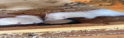 Ferret rodents for sale: Beautiful litter of ferret kits  - Advert 1