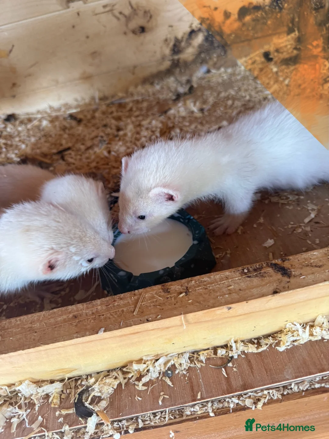 Ferret rodents for sale: Beautiful litter of ferret kits  - Advert 1