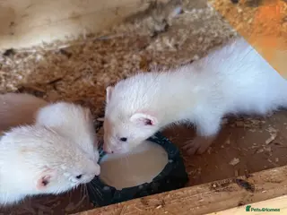 Ferret rodents Beautiful litter of ferret kits - Advert 1