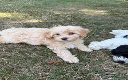Maltipoo dogs for sale: 🌟 READY NOW 🌟 F1 Maltipoos  - Image 8